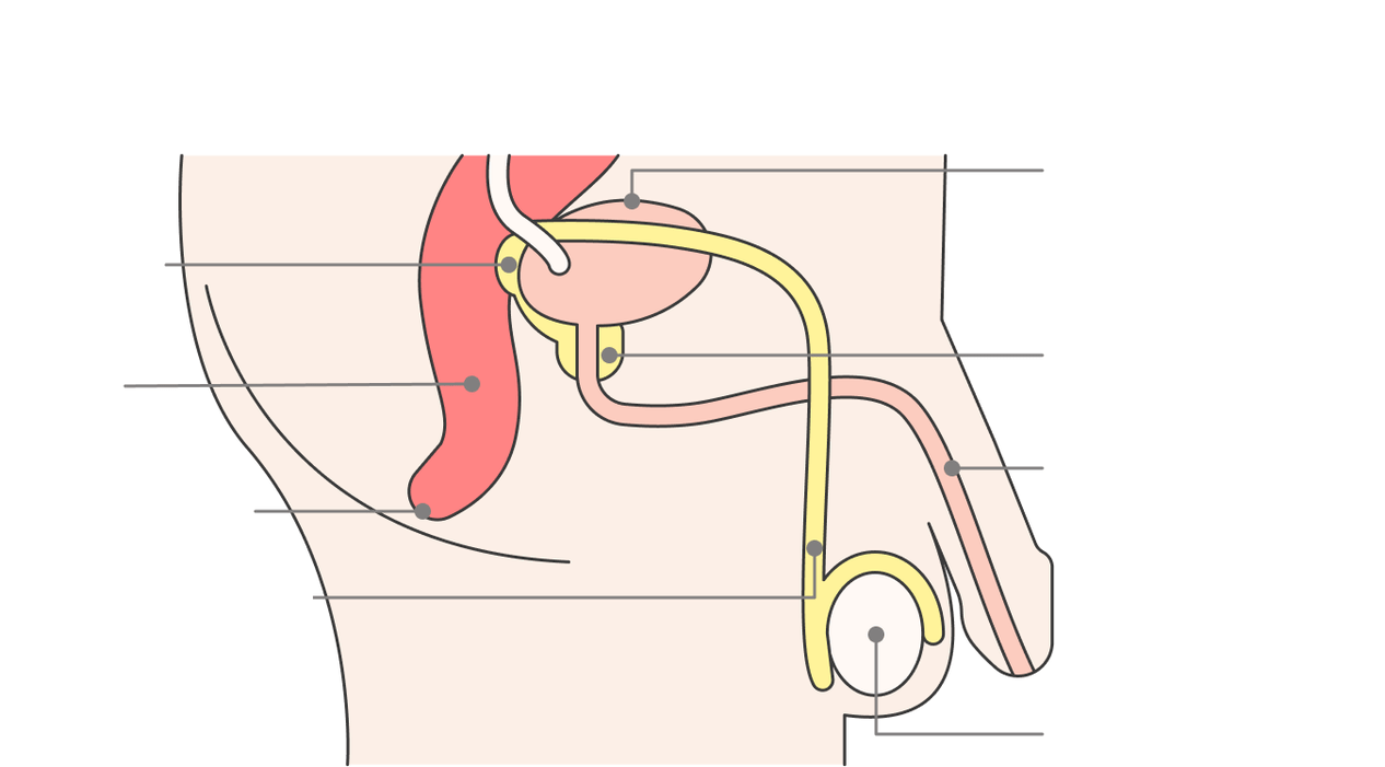 Lage der Prostata und ihrer Strukturen